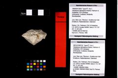 Foto (Objekt + Etikett) von Vetoplautus latimarginus (Robins, Feldmann & Schweitzer, 2013)  (NHMW-GEO-1990-0041-2654)